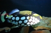 Meeresaquarium Zella Mehlis 044.jpg